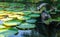 Beauty scenic big circle green water lillies leaves floating in pond. small wooden boat for transport in canal. Round pattern in