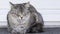 Beauty silver cat sleeping outdoor, siberian purebred
