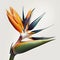 The Beauty of Simplicity Bird of Paradise Flower, Vibrant Blooms - Generative AI