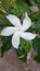 The Beauty of Simplicity: A Captivating Close-Up of Lilies in Bloom