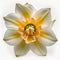 The Beauty of Simplicity Daffodils Flower, Vibrant Blooms - Generative AI