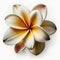 The Beauty of Simplicity Frangipani Flower, Vibrant Blooms - Generative AI