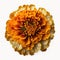The Beauty of Simplicity Marigolds Flower, Vibrant Blooms - Generative AI