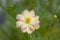 Beauty single of multi color fresh yellow and pink cosmos flower blooming in botany garden