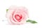 Beauty single pink rose