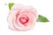 Beauty single pink rose