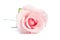Beauty single pink rose