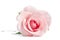 Beauty single pink rose on white background