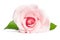 Beauty single pink rose on white background