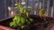 Beauty slow motion. gardening and horticulture. woman sprays water girlish grapes in a box on a terrace in the city.