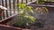 Beauty slow motion. gardening and horticulture. woman sprays water girlish grapes in a box on a terrace in the city.