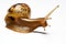 Beauty snail Achatina over white backgrounds