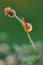 Beauty snail on flower, macro photography