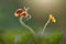 Beauty snail on flower, macro photography