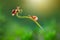 Beauty snail on a twig , macro photography