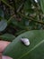 This beauty snail walking out on a leaf of mangrove