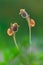 Beauty snails on a twig , macro photography