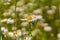 Beauty snow lady, leucanthemum flower on meadow