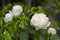 beauty soft white creed rose yellow pollen abstract shape with green leaves in botany garden. symbol of love in valentine day.