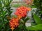 the beauty of soka jungle geraniums with flowers that bloom red to orange