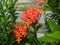 the beauty of soka jungle geraniums with flowers that bloom red to orange