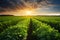 the beauty of a soybean plantation in full growth, with healthy green plants stretching across the field. The composition