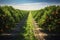 the beauty of a soybean plantation in full growth, with healthy green plants stretching across the field. The composition