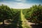 the beauty of a soybean plantation in full growth, with healthy green plants stretching across the field. The composition