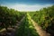 the beauty of a soybean plantation in full growth, with healthy green plants stretching across the field. The composition