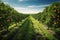 the beauty of a soybean plantation in full growth, with healthy green plants stretching across the field. The composition