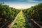 the beauty of a soybean plantation in full growth, with healthy green plants stretching across the field. The composition