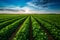 the beauty of a soybean plantation in full growth, with healthy green plants stretching across the field. The composition