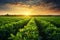 the beauty of a soybean plantation in full growth, with healthy green plants stretching across the field. The composition