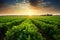 the beauty of a soybean plantation in full growth, with healthy green plants stretching across the field. The composition