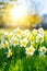 beauty of spring as colorful flowers bloom in a sunlit field on a bright and sunny day.