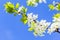 Beauty of spring: closeup of blossoming tree