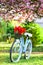 Beauty of spring. retro bicycle with tulip flowers in basket. vintage bike in park. sakura blossom in spring garden