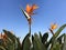 Beauty Strelitzia reginae and panorama of Los Angeles