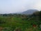 the beauty of a stretch of rice fields in a village in Mojokerto Indonesia