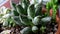 Beauty succulent mix in water drops closeup. Home mini garden rotation moving