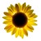 Beauty sunflower