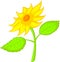 Beauty sunflower cartoon on white background