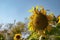 Beauty sunflower in the garden