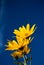 Beauty sunflowers with blue sky