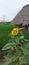 The beauty of sunflowers in the green expanse of rice fields