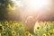 Beauty sunlit woman on yellow sunflower field Freedom and happiness concept