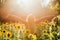 Beauty sunlit woman on yellow sunflower field Freedom and happiness concept