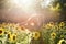 Beauty sunlit woman on yellow sunflower field Freedom and happiness concept