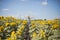 Beauty sunlit woman on yellow sunflower field Freedom and happiness concept. Happy girl outdoors