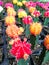 beauty thorn cactus red and pink vivid color. Shapen thorn top view. fresh dessert plant in garden. Natural pattern shape in small